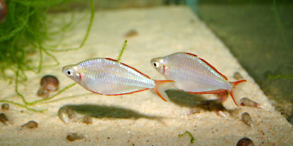 Melanotaenia preacox (club aquariophile de Vernon, juin 2004)