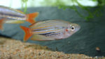 Melanotaenia trifasciata (club aquariophile de Vernon, janvier 2005)