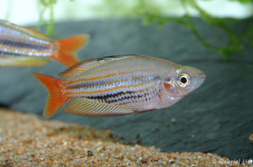 Melanotaenia trifasciata (club aquariophile de Vernon, janvier 2005)