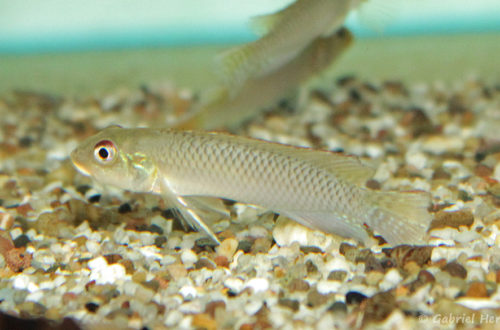 Nanochromis nudiceps (Verduijn Cichlids, Pays Bas, mai 2014)