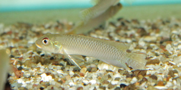 Nanochromis nudiceps (Verduijn Cichlids, Pays Bas, mai 2014)