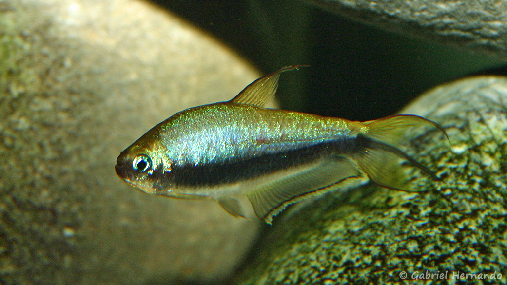 Nematobrycon palmeri (club aquariophile de Vernon, janvier 2004)