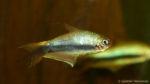Nematobrycon palmeri (club aquariophile de Vernon, septembre 2008)
