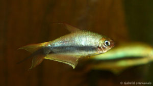 Nematobrycon palmeri (club aquariophile de Vernon, septembre 2008)