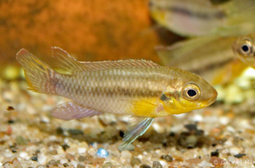 Pelvicachromis subocellatus (verduijn Cichlids, Pays bas, mais 2014)