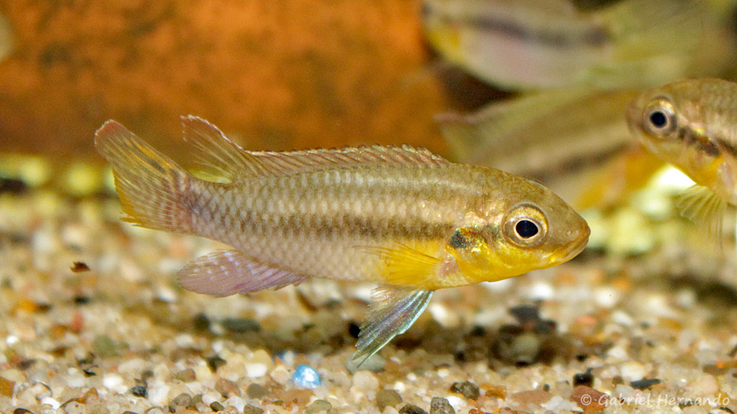 Pelvicachromis subocellatus (verduijn Cichlids, Pays bas, mais 2014)