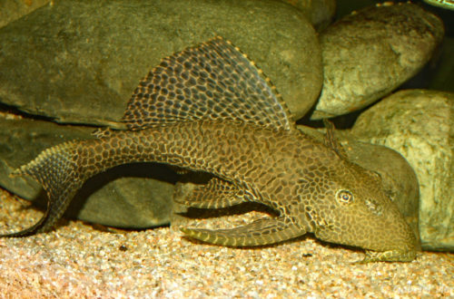 Pterygoplichthys gibbiceps (club aquariophile de Vernon, juillet 2007)