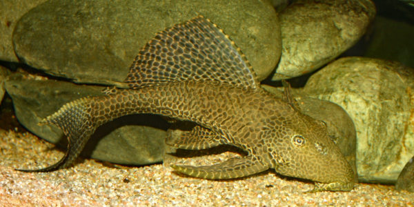 Pterygoplichthys gibbiceps (club aquariophile de Vernon, juillet 2007)