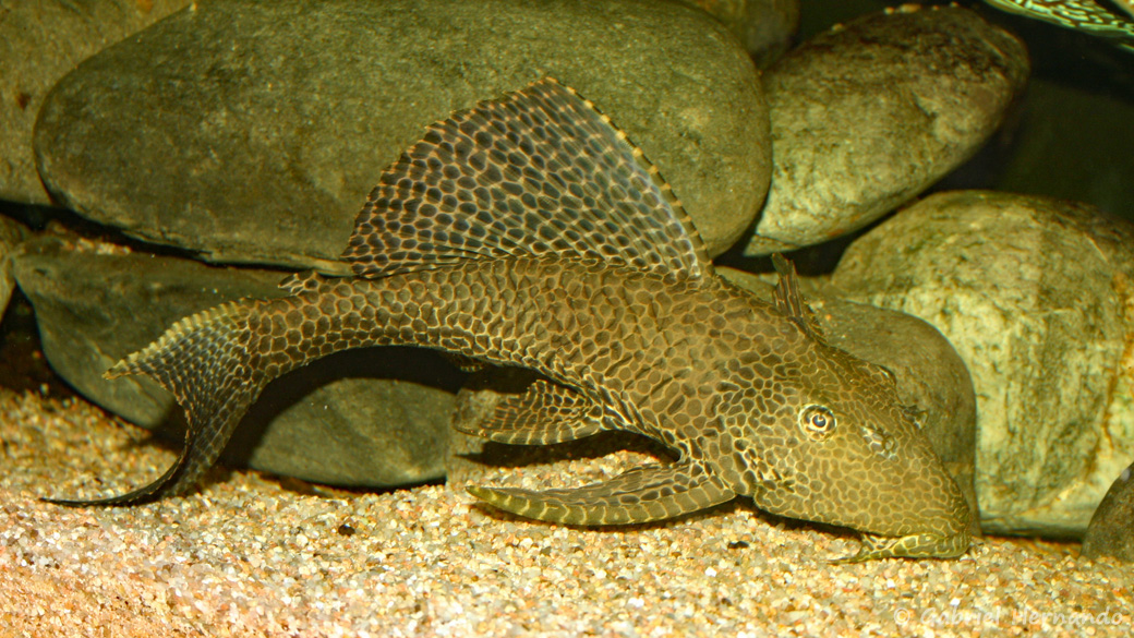Pterygoplichthys gibbiceps (club aquariophile de Vernon, juillet 2007)