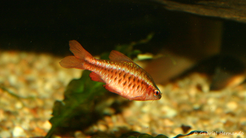Mâle Puntius titteya (club aquariophile de Vernon, juin 2004)