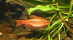 Mâle Puntius titteya (club aquariophile de Vernon, juin 2004)