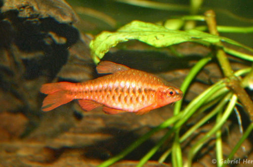 Mâle Puntius titteya (club aquariophile de Vernon, juin 2004)
