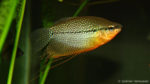 Trichopodus leerii (club aquariophile de Vernon, septembre 2008)