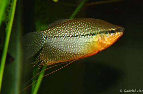 Trichopodus leerii (club aquariophile de Vernon, septembre 2008)