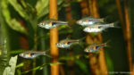 Trigonostigma hengeli (club aquariophile de Vernon, mars 2005)