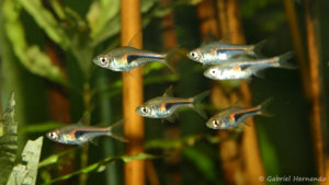 Trigonostigma hengeli (club aquariophile de Vernon, mars 2005)