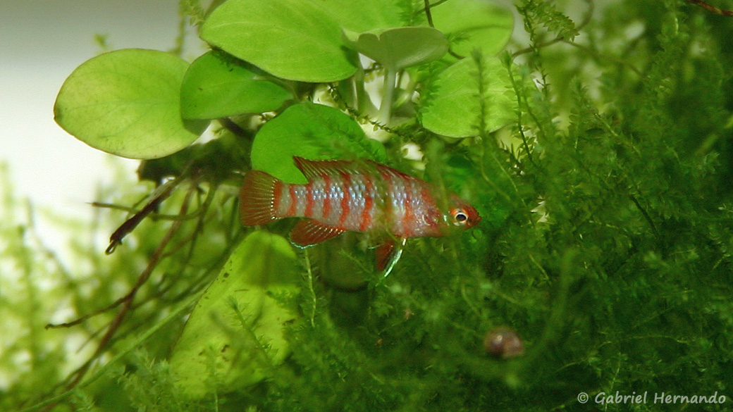 Dario dario (Club aquariophile de Vernon, janvier 2005)