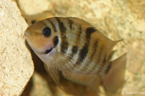 Amatitlania siquia (Hobby Zoo Tillman, Duisbourg, mai 2013)