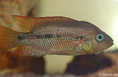 Amphilophus istlanus (Hobby Zoo Tillman, Duisbourg, mai 2013)