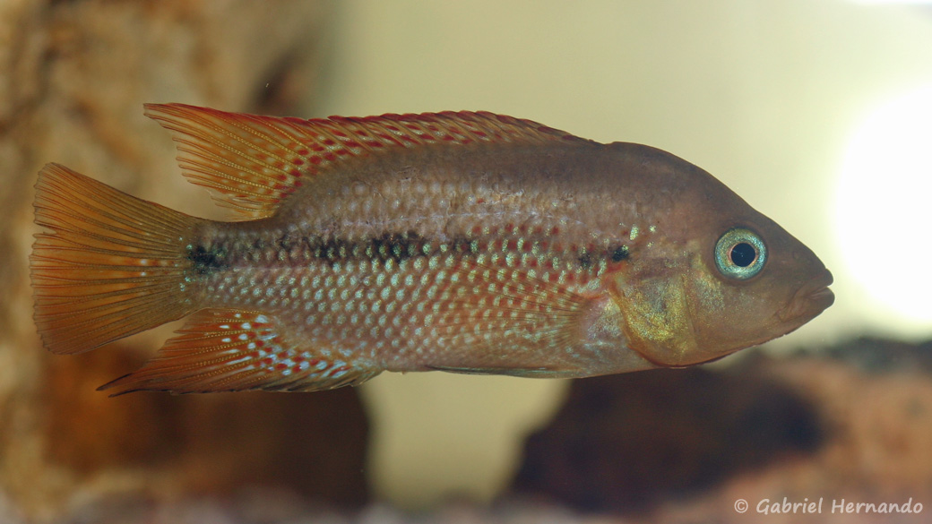 Amphilophus istlanus (Hobby Zoo Tillman, Duisbourg, mai 2013)