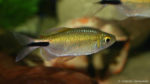 Brycinus longipinnis (Zoo Jazac, Duisbourg, Allemagne, mars 2011)