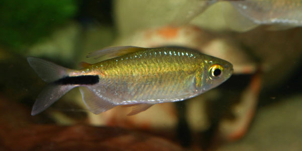 Brycinus longipinnis (Zoo Jazac, Duisbourg, Allemagne, mars 2011)