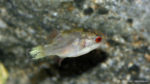 Carinotetraodon lorteti (Zoo Jazac, Duisbourg, Allemagne, mars 2011)