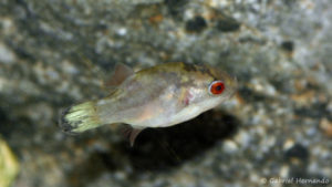 Carinotetraodon lorteti (Zoo Jazac, Duisbourg, Allemagne, mars 2011)