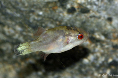 Carinotetraodon lorteti (Zoo Jazac, Duisbourg, Allemagne, mars 2011)