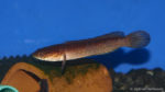 Channa stewartii (Zoo Jazac, Duisbourg, Allemagne, mars 2011)