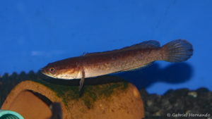 Channa stewartii (Zoo Jazac, Duisbourg, Allemagne, mars 2011)