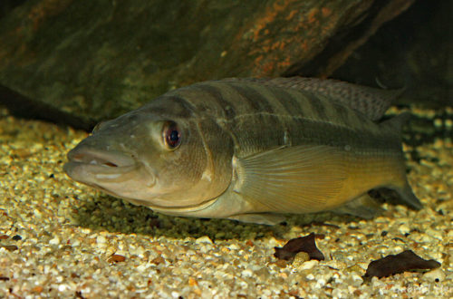 Crenicichla vittata (Hobby Zoo Tillman, Duisbourg, mai 2014)