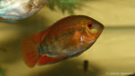 Herotilapia multispinosa (Hobby Zoo Tillman, Duisbourg, mars 2013)