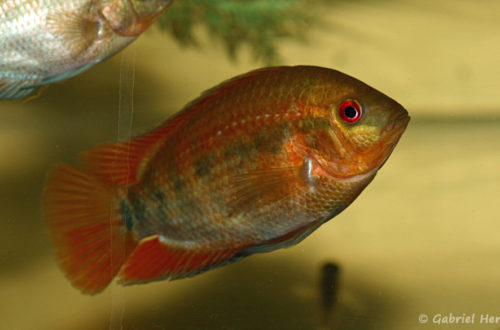 Herotilapia multispinosa (Hobby Zoo Tillman, Duisbourg, mars 2013)