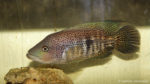 Parachromis dovii (Hobby Zoo Tillman, Duisbourg, mai 2014)