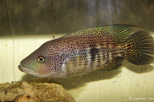 Parachromis dovii (Hobby Zoo Tillman, Duisbourg, mai 2014)