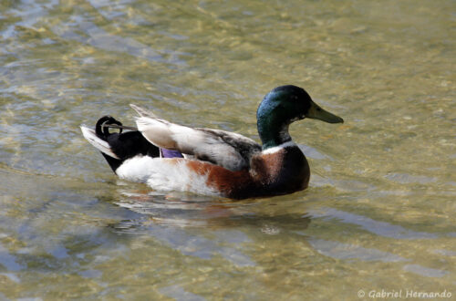 Canard colvert