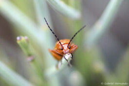 Téléphore fauve - Rhagonycha fulva (Puy de Wolf, Aveyron, juin 2021)