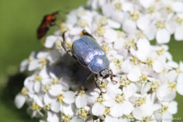 Hoplie bleue