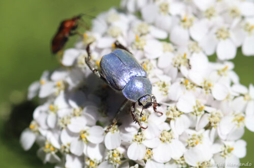 Hoplie bleue
