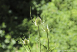 Cardère sauvage, un chardon