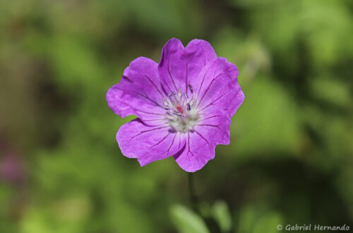 Géranium sanguin