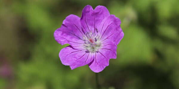 Géranium sanguin