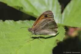 Myrtil - Maniola jurtina
