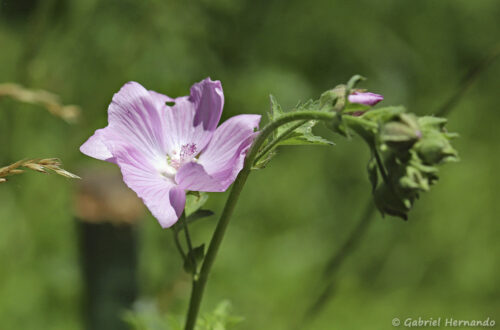 Grande mauve, Mauve sylvestre ou Mauve des bois