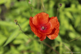 Coquelicot