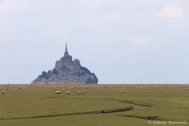 Le Mont Saint-Michel avec les moutons dans les prés salés