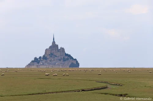 Le Mont Saint-Michel avec les moutons dans les prés salés