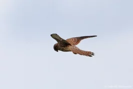 Faucon crécerelle