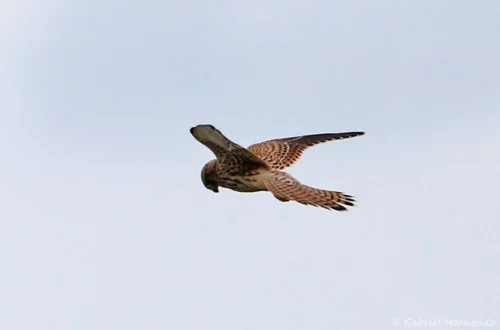 Faucon crécerelle